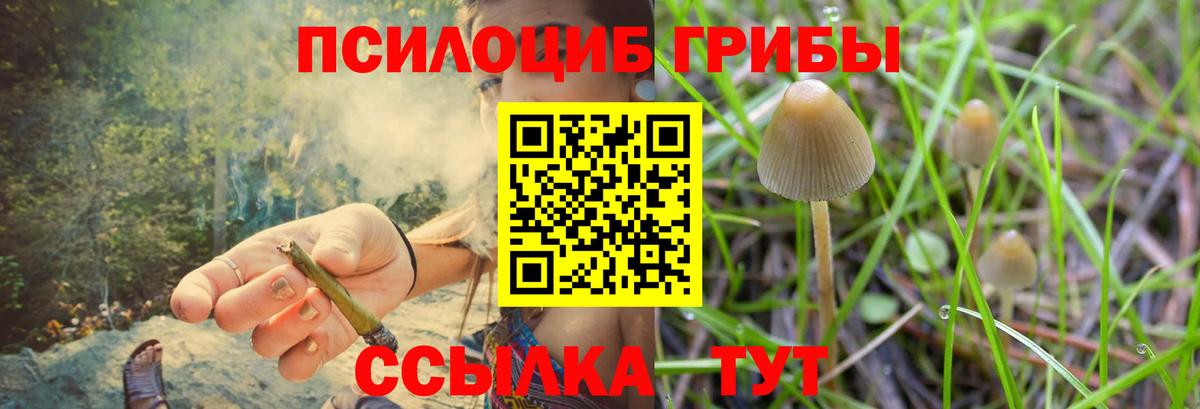 Советская Гавань  Галлюциногенные грибы Cubensis  Вход с VPN 